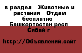  в раздел : Животные и растения » Отдам бесплатно . Башкортостан респ.,Сибай г.